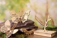 Life Cycle of a Butterfly Gift in a Tin