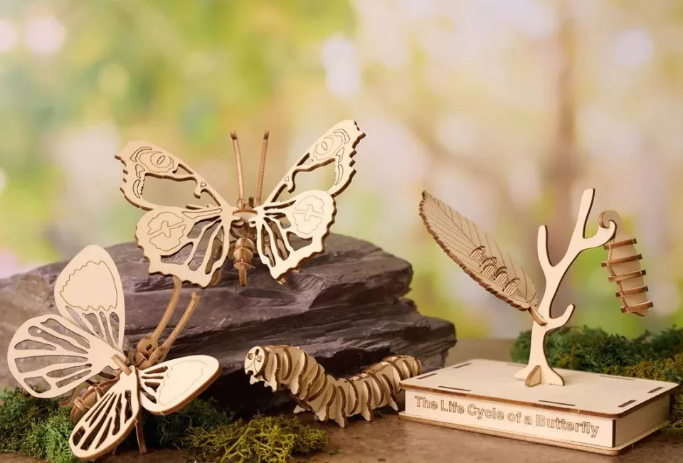 Life Cycle of a Butterfly Gift in a Tin