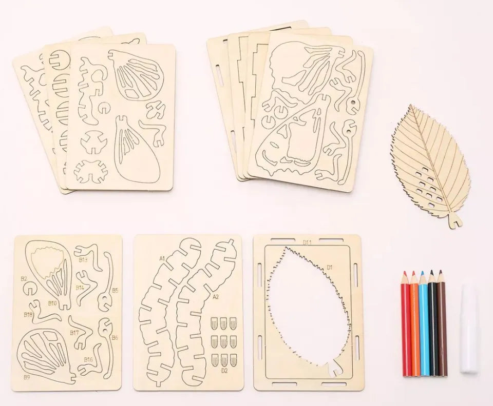 Life Cycle of a Butterfly Gift in a Tin