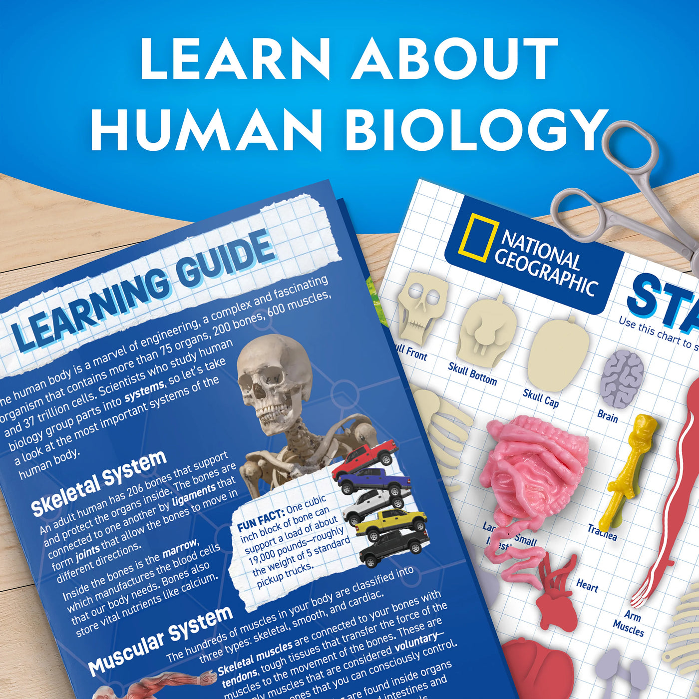 Nat Geo Human Body Science Kit