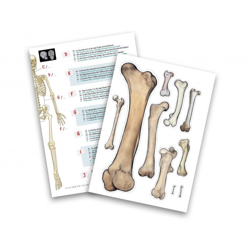 Buki Skeleton 45cm - Halilit