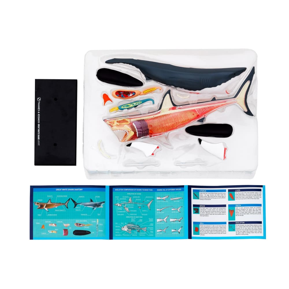 Great White Shark Anatomy Model - Thames and Kosmos 5060282510579