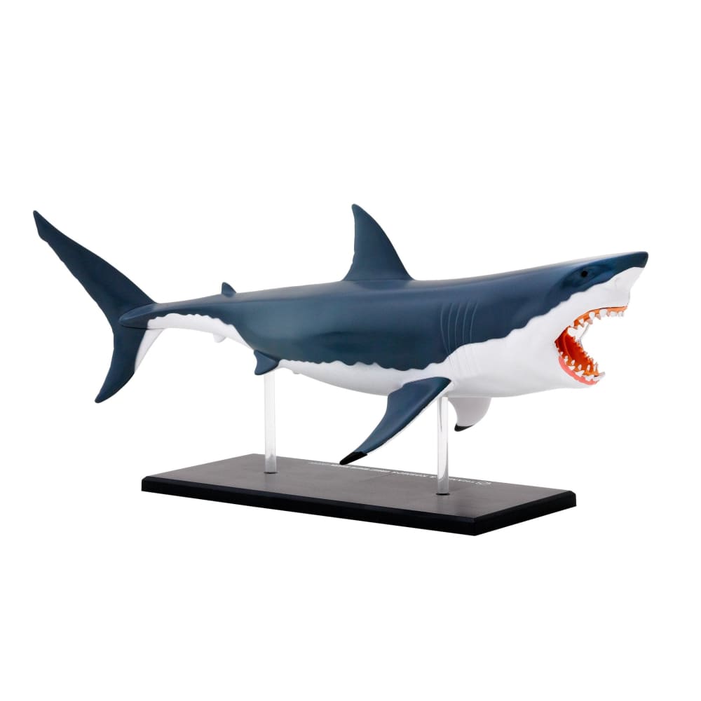 Great White Shark Anatomy Model - Thames and Kosmos 5060282510579