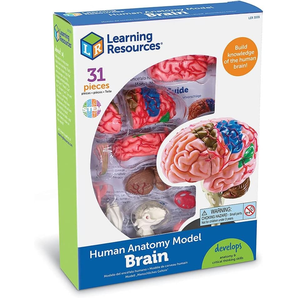 Learn The Brain Anatomy Buy A Small Learning Resources Brain Model
