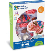 Learning Resources Brain Anatomy Model - 765023033359