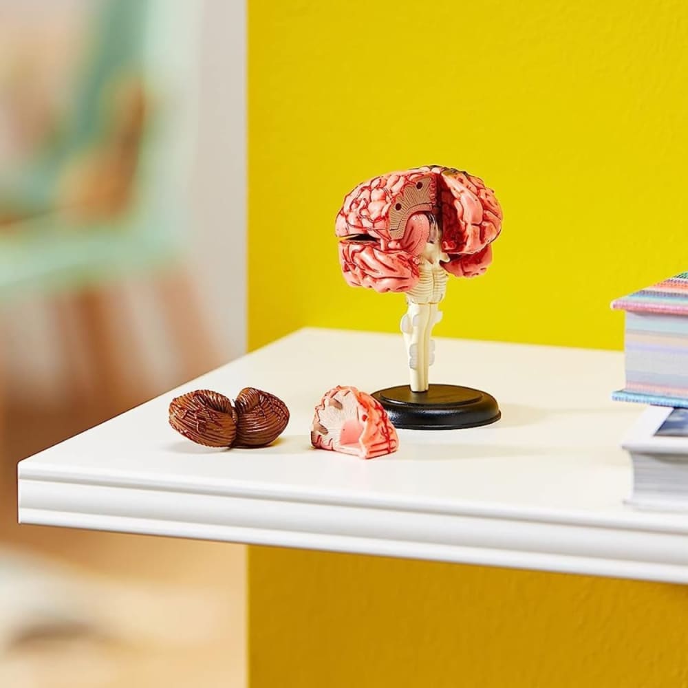 Learning Resources Brain Anatomy Model - 765023033359