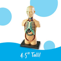 Learning Resources Human Body Anatomy Model - 765023033366