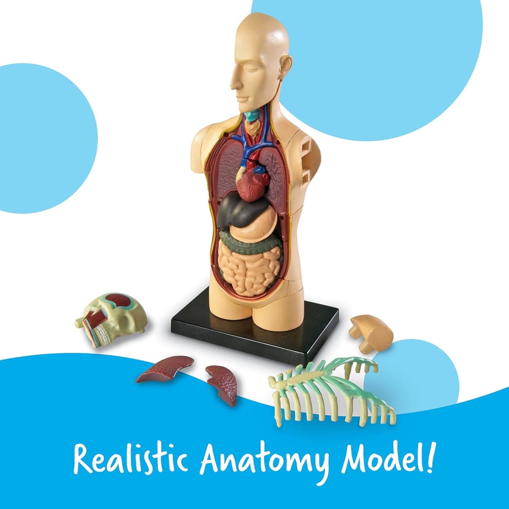 Learning Resources Human Body Anatomy Model - 765023033366
