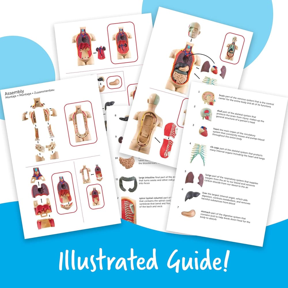 Learning Resources Human Body Anatomy Model - 765023033366