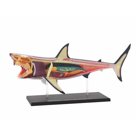 Image of Great White Shark Anatomy Model - Thames and Kosmos 5060282510579