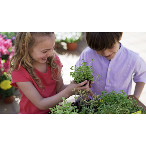 Image of Grow your Own Summer Salad - Traditional Garden Games 8437016560013