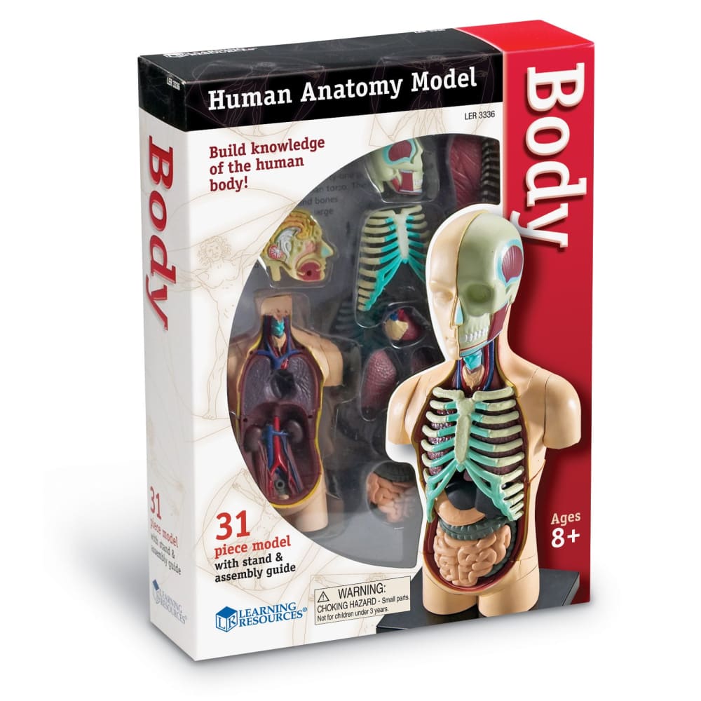 Learning Resources Human Body Anatomy Model - 765023033366