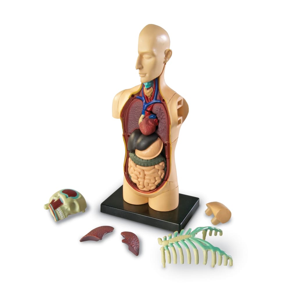 Learning Resources Human Body Anatomy Model - 765023033366