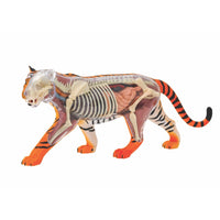 Tiger Anatomy Model - Thames and Kosmos 5060282510586